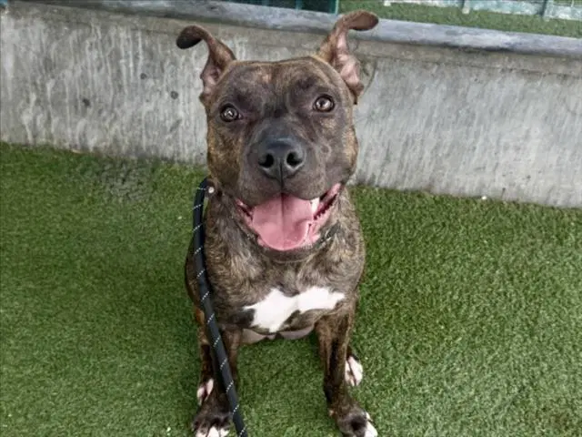 Kelly - Pit Bull Terrier