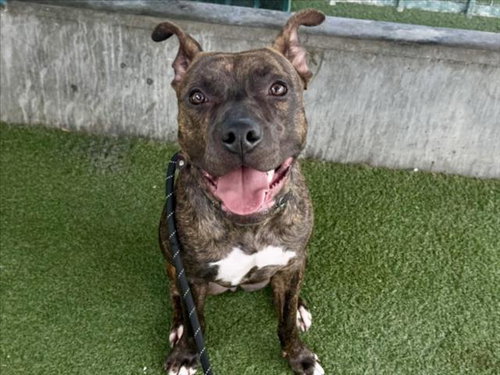KELLY, a dog for adoption from West Los Angeles Animal Care and Control Center