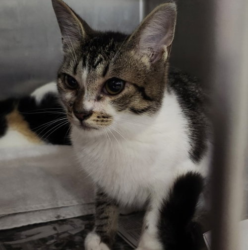 LUCILE WATSON, a cat for adoption from West Los Angeles Animal Care and Control Center