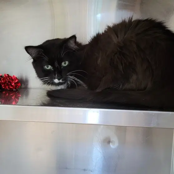 Bali - Domestic Short Hair