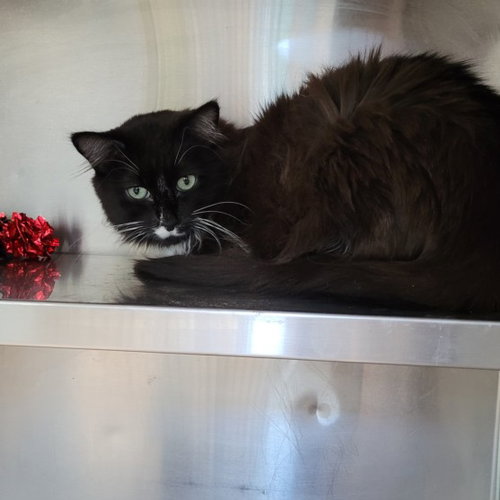 BALI, a cat for adoption from West Los Angeles Animal Care and Control Center
