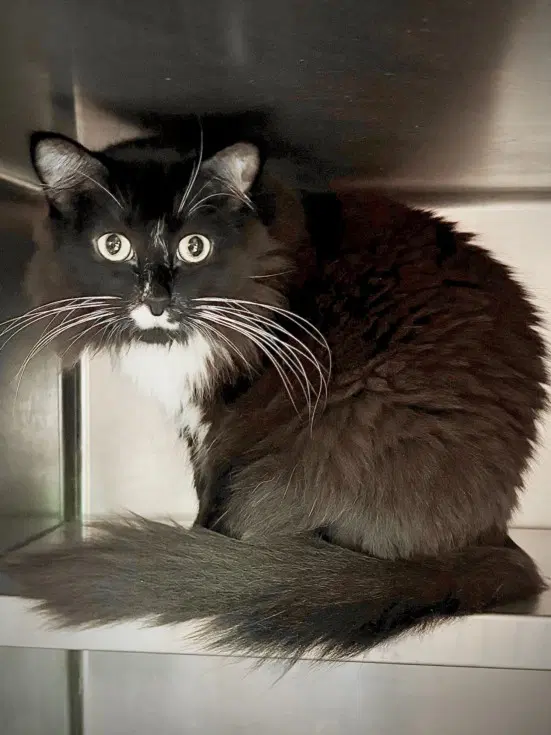 Bali - Domestic Short Hair