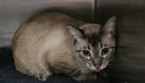 HOWL, a cat for adoption from West Los Angeles Animal Care and Control Center