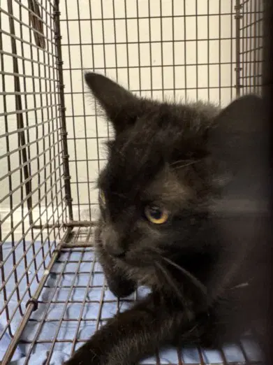 Cape - Domestic Short Hair