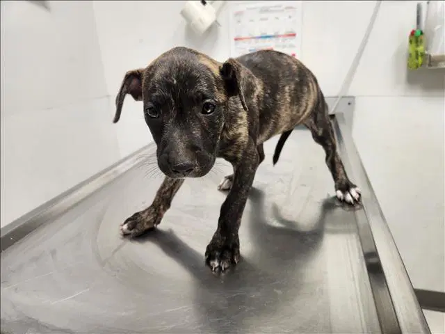 Iris - Staffordshire Bull Terrier