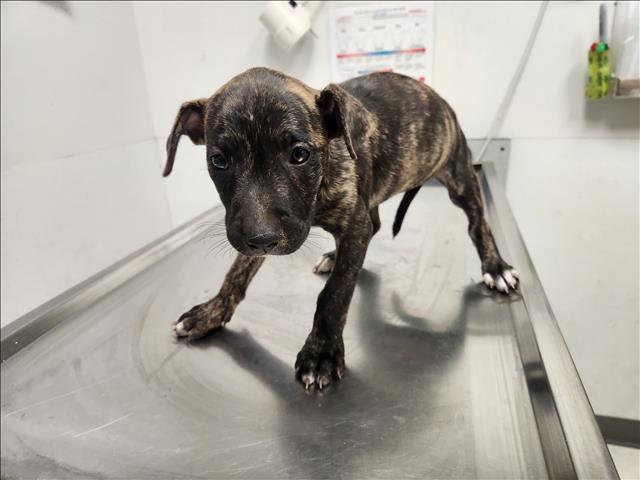 Iris