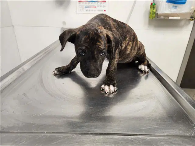 Lavender - Staffordshire Bull Terrier