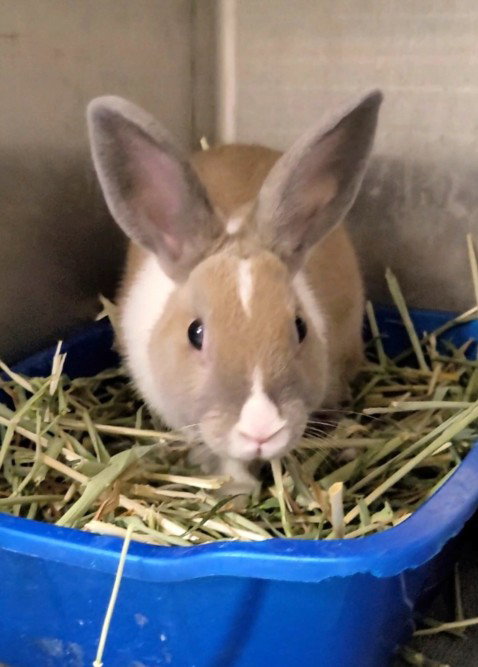 DULCE, a rabbit for adoption from West Los Angeles Animal Care and Control Center