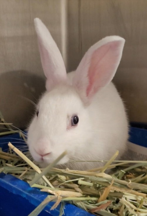 LECHE, a rabbit for adoption from West Los Angeles Animal Care and Control Center