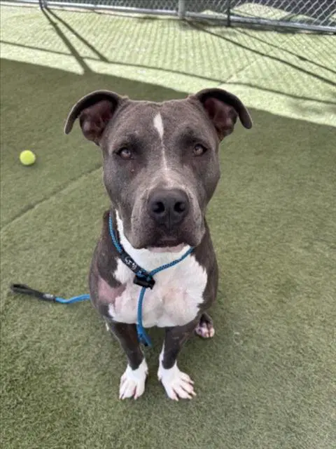 Chammpion K West - Pit Bull Terrier
