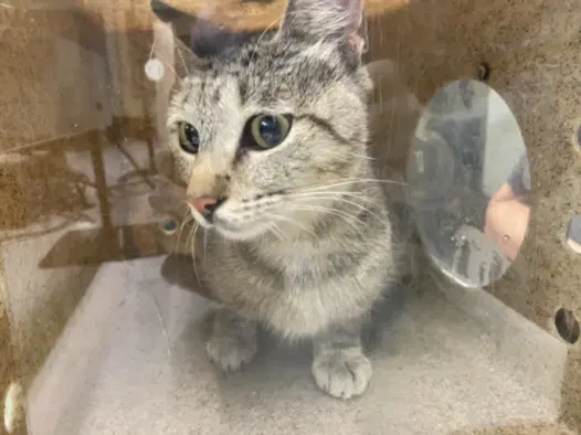 Sweetie - Domestic Short Hair