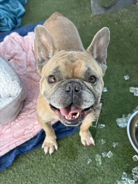 Schifo - French Bulldog