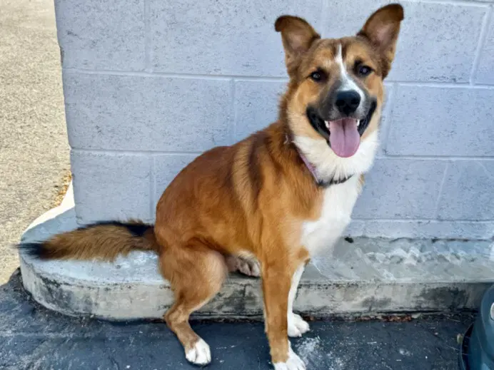 Rex - German Shepherd Dog