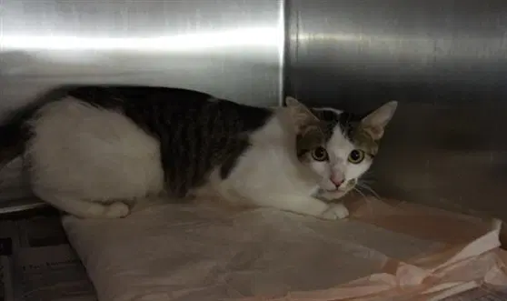 Mortishia - Domestic Short Hair