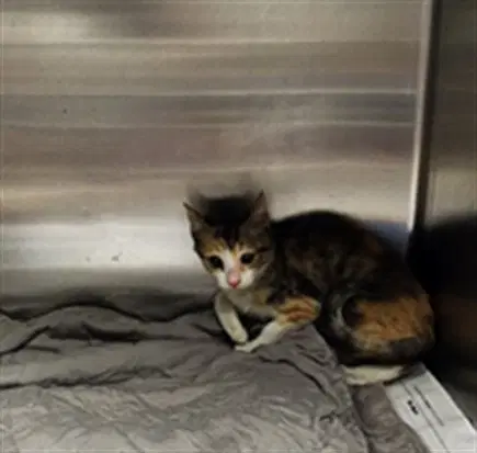 Lina - Domestic Short Hair