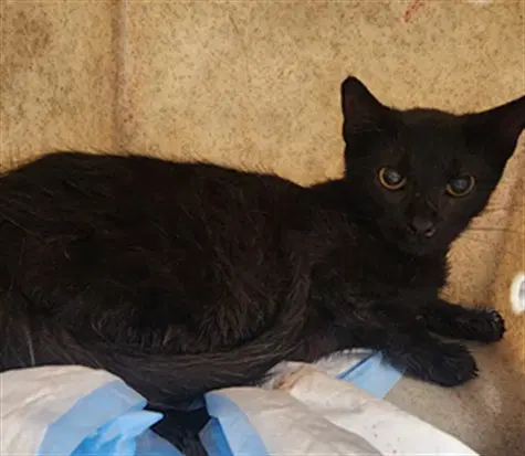 Shyanne - Domestic Short Hair
