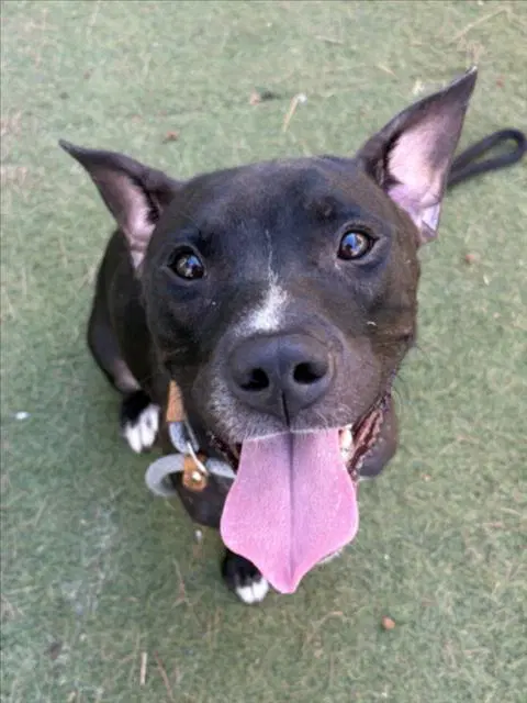 Queenie - Pit Bull Terrier