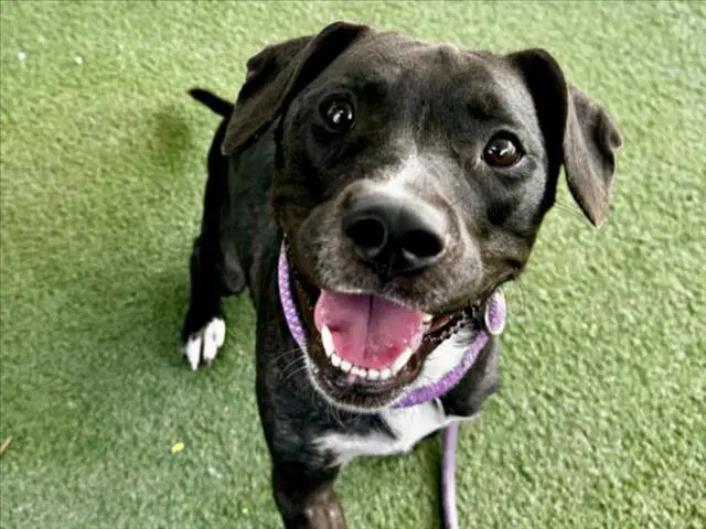 Queenie - Pit Bull Terrier