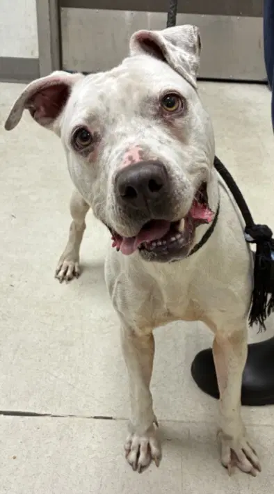 Lucy - Staffordshire Bull Terrier
