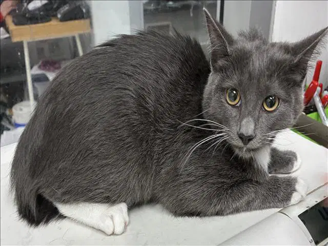 Ozzy - Domestic Long Hair