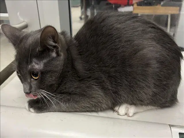 Cube - Domestic Medium Hair