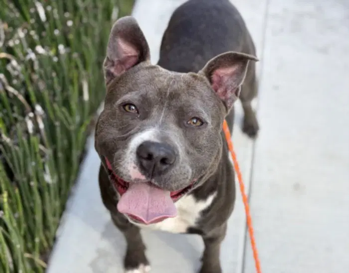 Enzo - Pit Bull Terrier