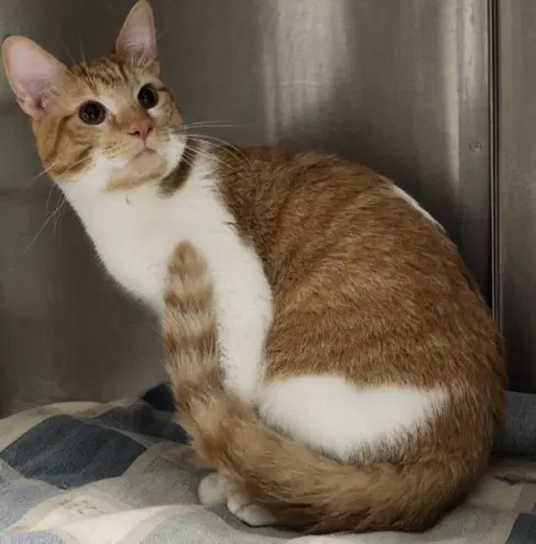Hunt Stromberg - Domestic Short Hair