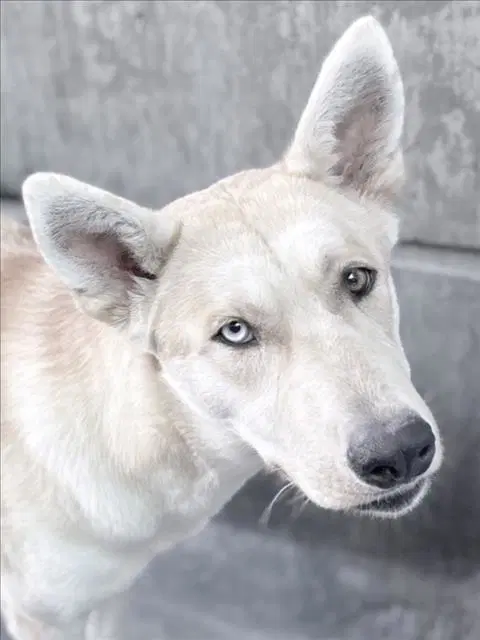 Laverne - German Shepherd Dog