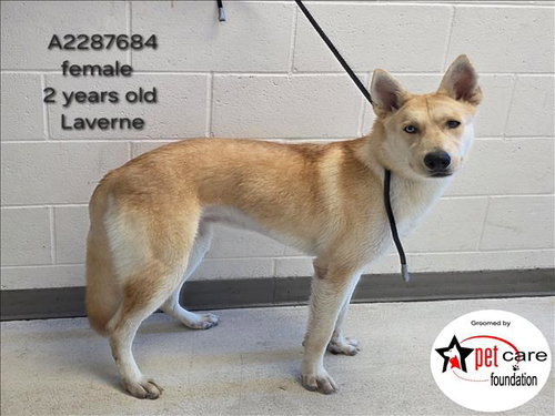 LAVERNE, a dog for adoption from West Los Angeles Animal Care and Control Center