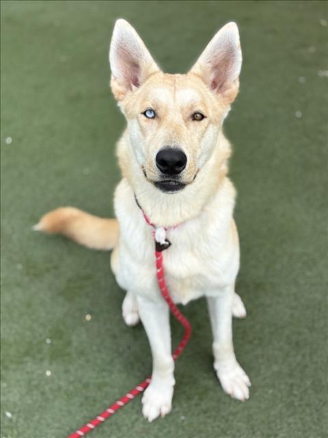 Laverne, German Shepherd Dog (medium coat)