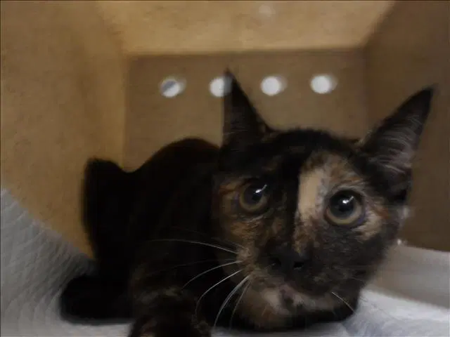 Kayla - Domestic Short Hair