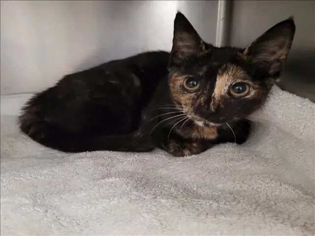 Kayla - Domestic Short Hair