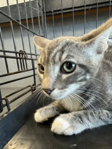 Larry - Domestic Short Hair