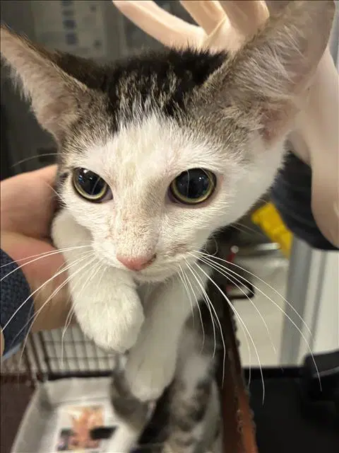 Louis - Domestic Short Hair