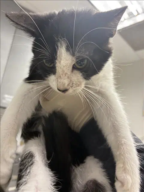 Valenciaga - Domestic Short Hair