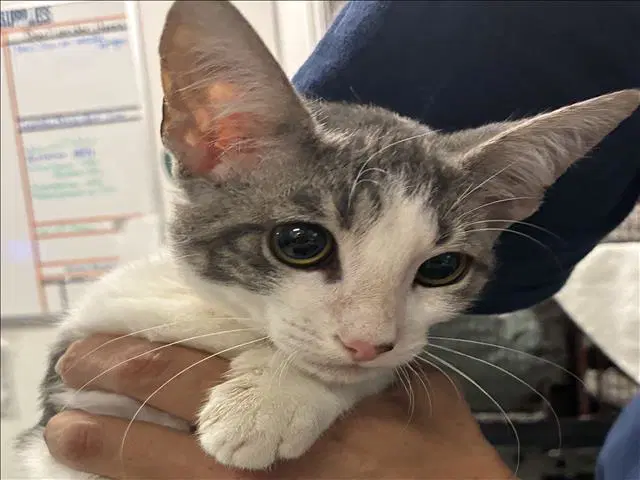 Hermes - Domestic Short Hair