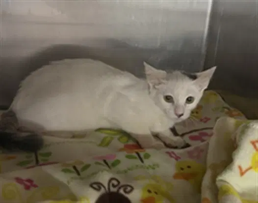 Perlita - Domestic Short Hair