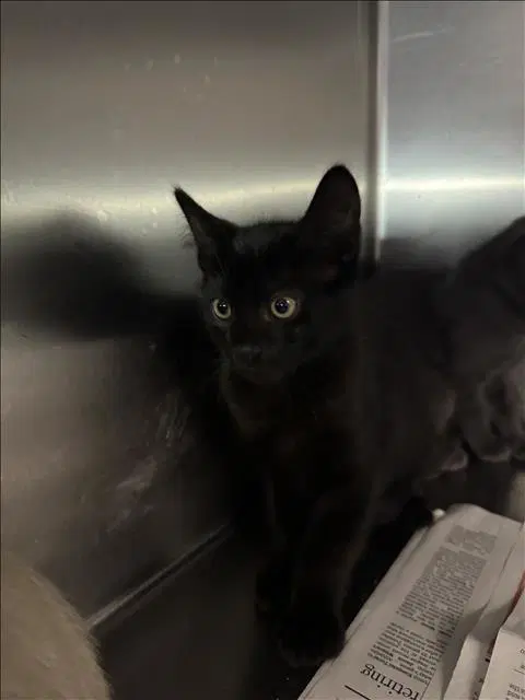 Jerry - Domestic Short Hair