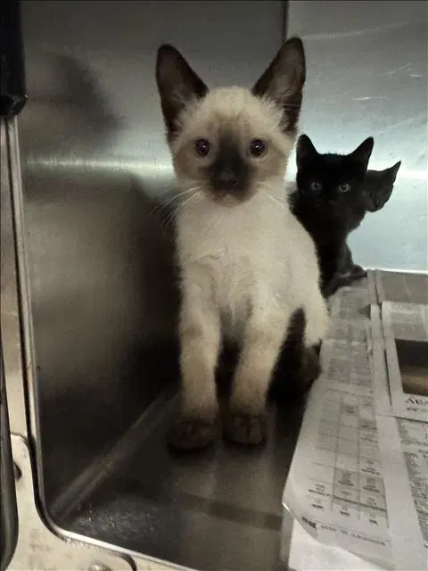 Lewis - Domestic Short Hair