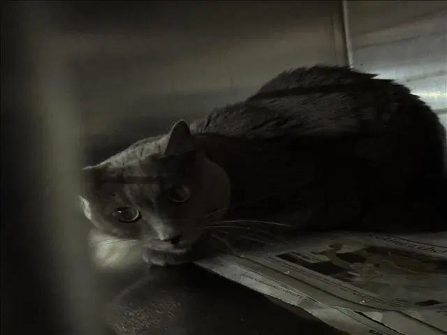 Claire - Domestic Short Hair