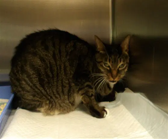 Molli - Domestic Short Hair