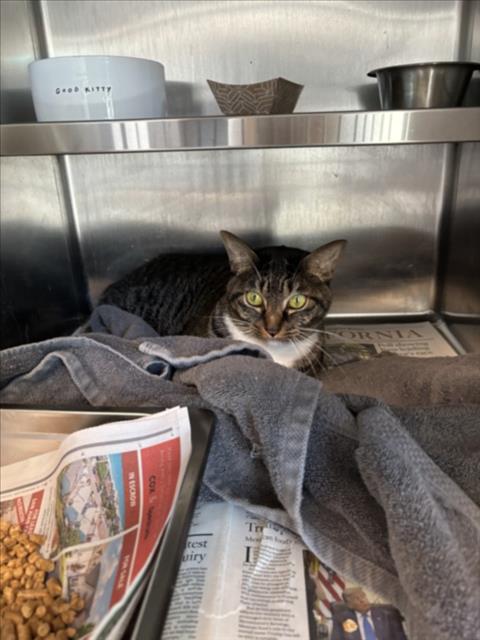 MOLLI, a cat for adoption from West Los Angeles Animal Care and Control Center