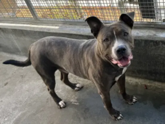 Tarzan - Pit Bull Terrier