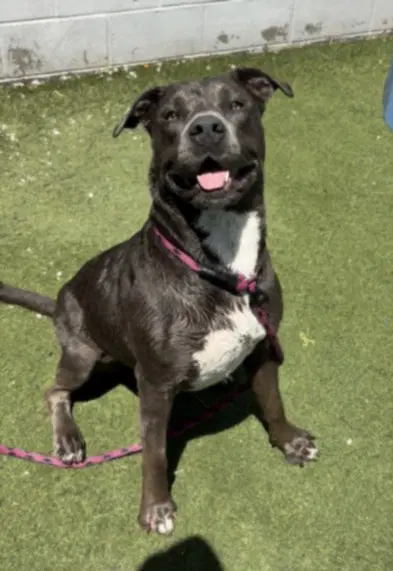 Sativa - Pit Bull Terrier