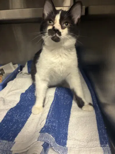 Montgomery - Domestic Short Hair