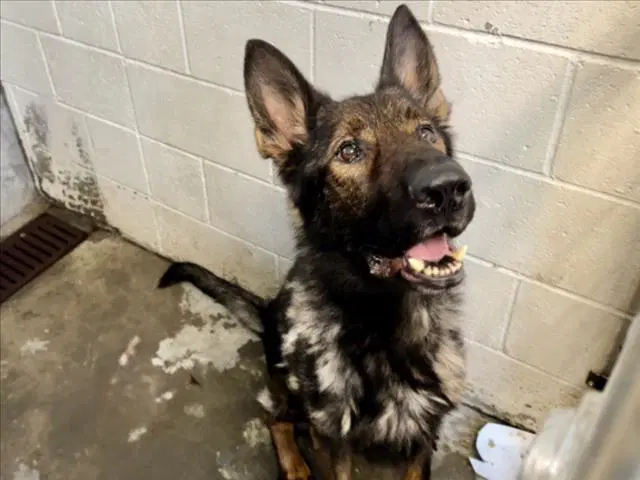 Theo - German Shepherd Dog