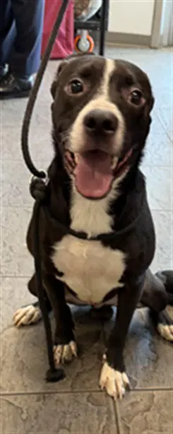 Augustin - Pit Bull Terrier