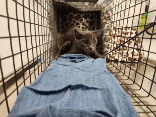Ojo - Domestic Short Hair