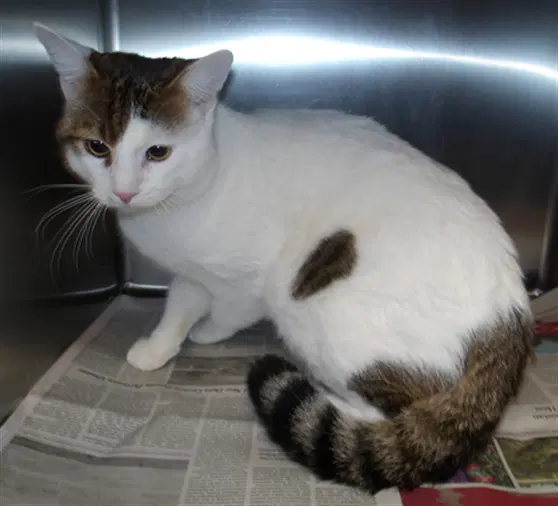 Nagi - Domestic Short Hair