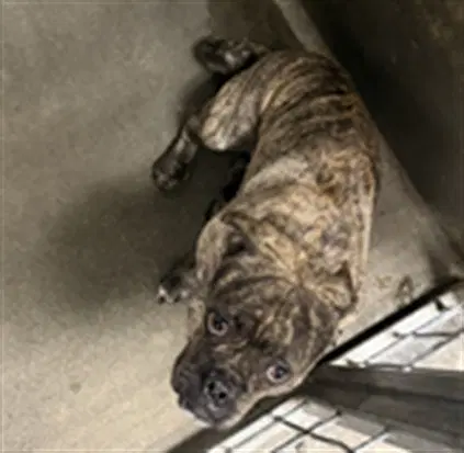 Manman - Pit Bull Terrier